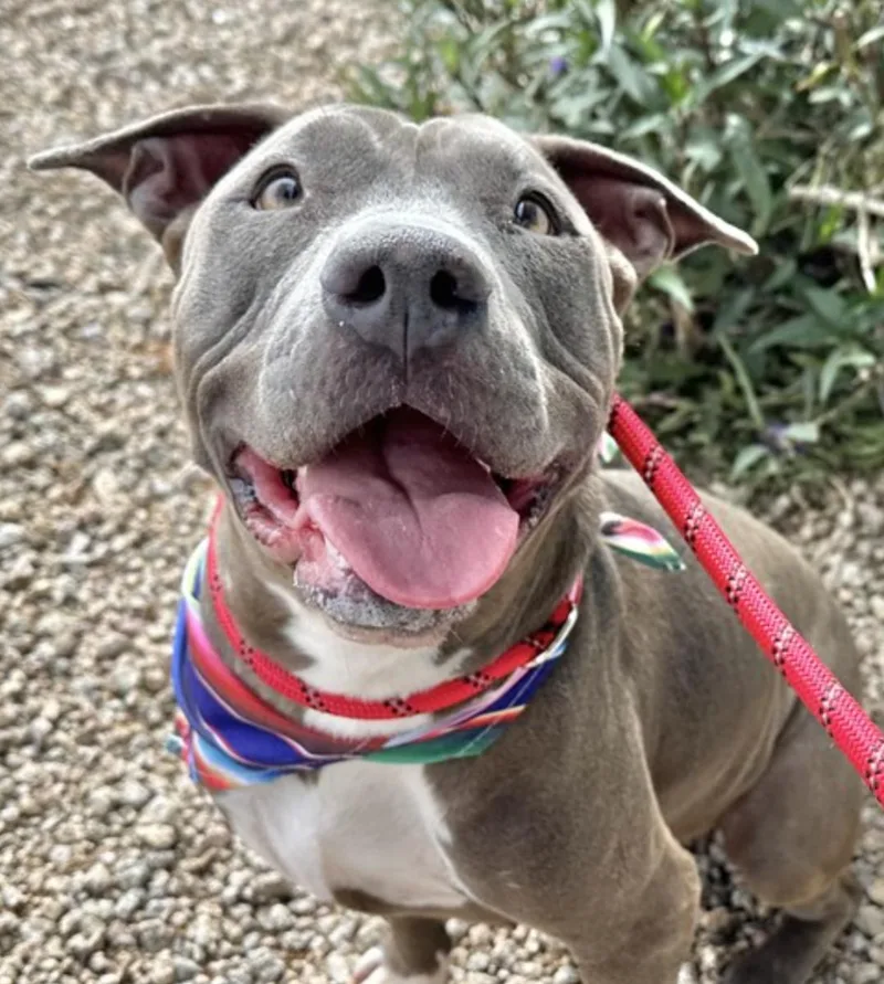 An adult large-sized female Pit Bull Terrier dog named Blue for adoption in Scottsdale, AZ