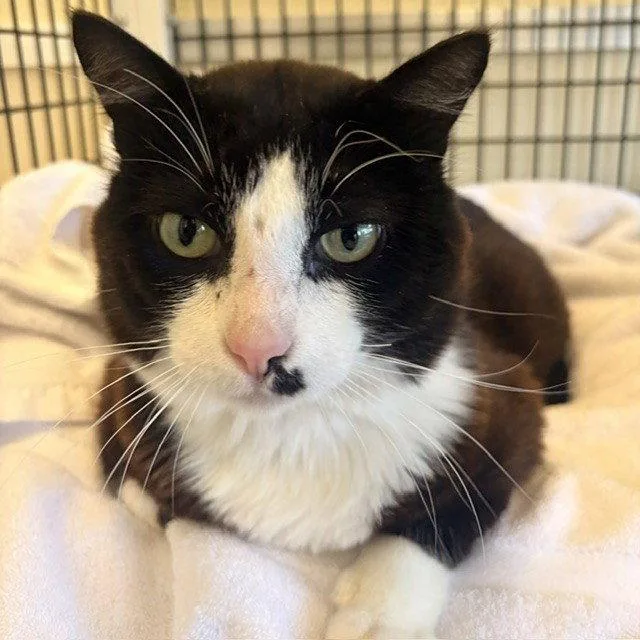 An adult large-sized male Black & White / Tuxedo Domestic Short Hair cat named Watson for adoption in Burlingame, CA
