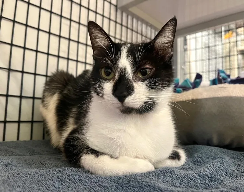 A young medium-sized female Domestic Short Hair cat named Pytoki for adoption in Raleigh, NC
