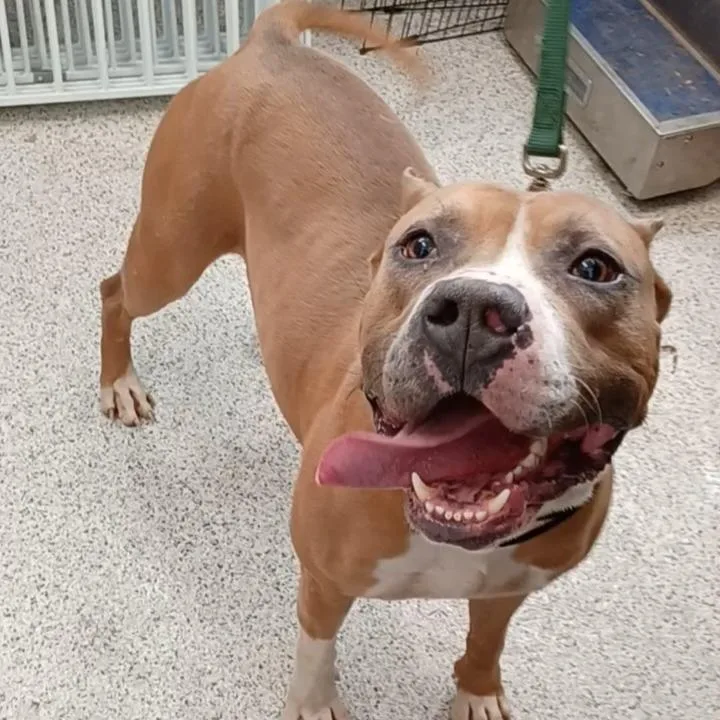 Prince Draco thumbnail 2