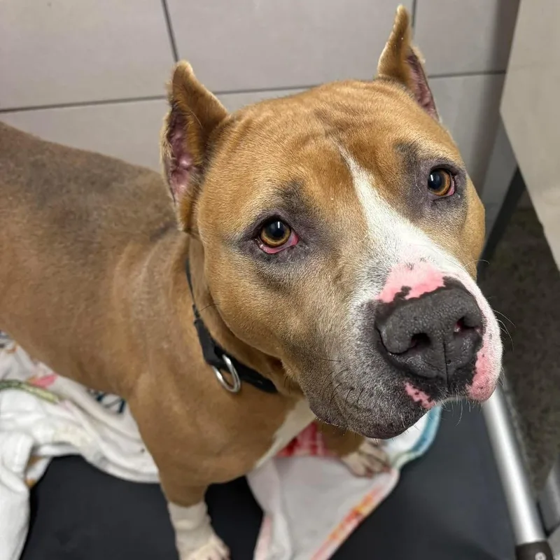 Prince Draco thumbnail 3