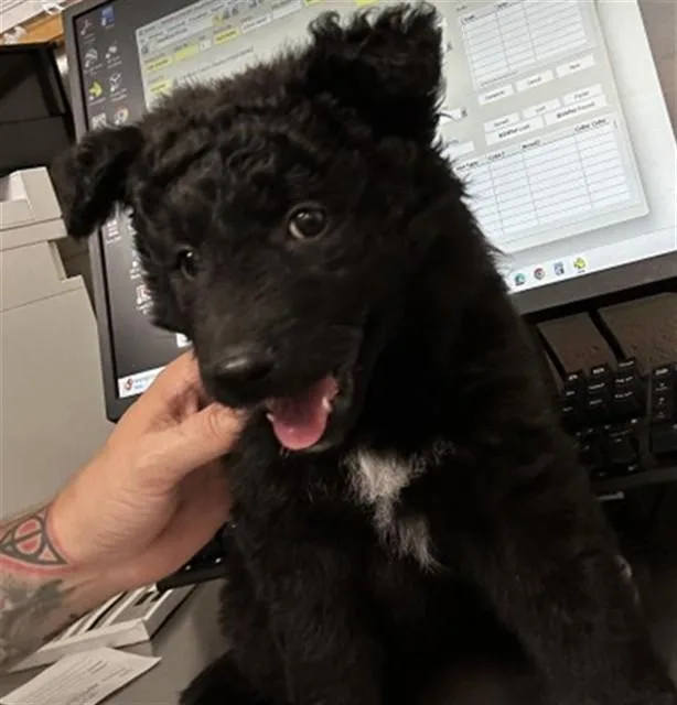 A baby small-sized female German Shepherd Dog dog named Sprinkles for adoption in San Bernardino, CA