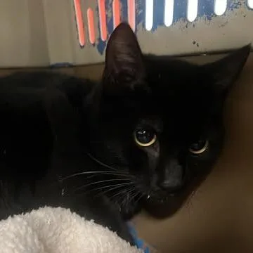 A young medium-sized male Black Domestic Short Hair cat named Master of the Universe for adoption in Fredericksburg, VA
