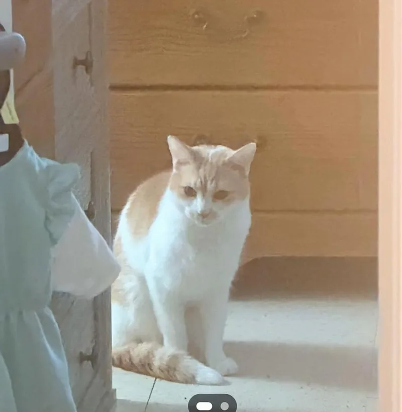 A young medium-sized male Orange & White Domestic Short Hair cat named Mr. T & Ms. for adoption in Maryville, TN