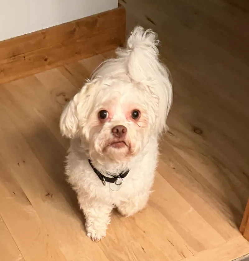 Bentley thumbnail 2