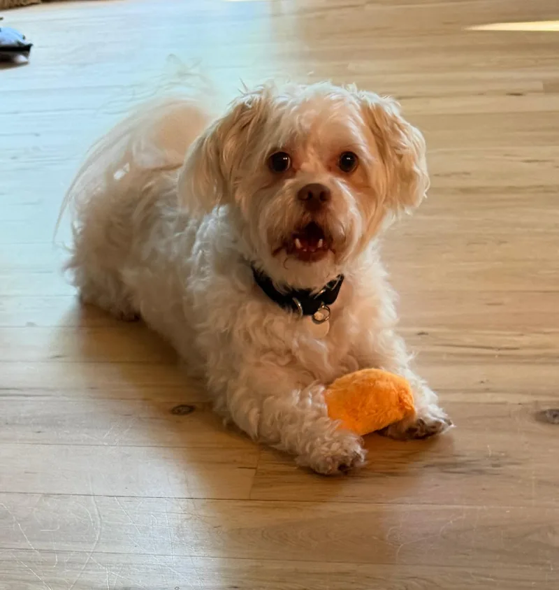Bentley thumbnail 3