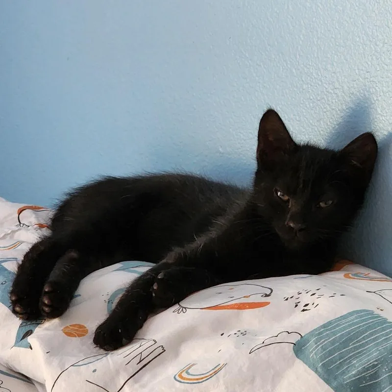 A baby small-sized male Black Domestic Short Hair cat named Cory for adoption in Williston, FL