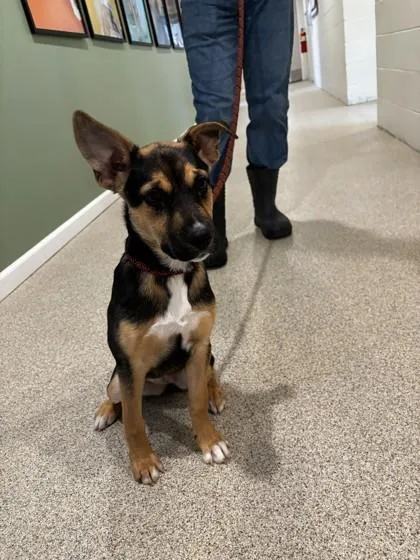 A young medium-sized female Black Mixed Breed dog named Onnie for adoption in Harbor Springs, MI