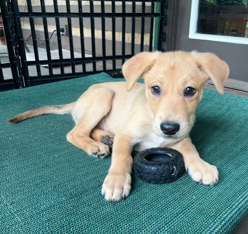A baby large-sized male Labrador Retriever dog named Jackson for adoption in Nashville, TN
