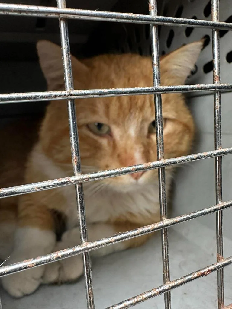 Garfield