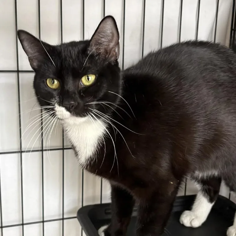 A young small-sized male Black Domestic Short Hair cat named Mittens for adoption in Washington, DC