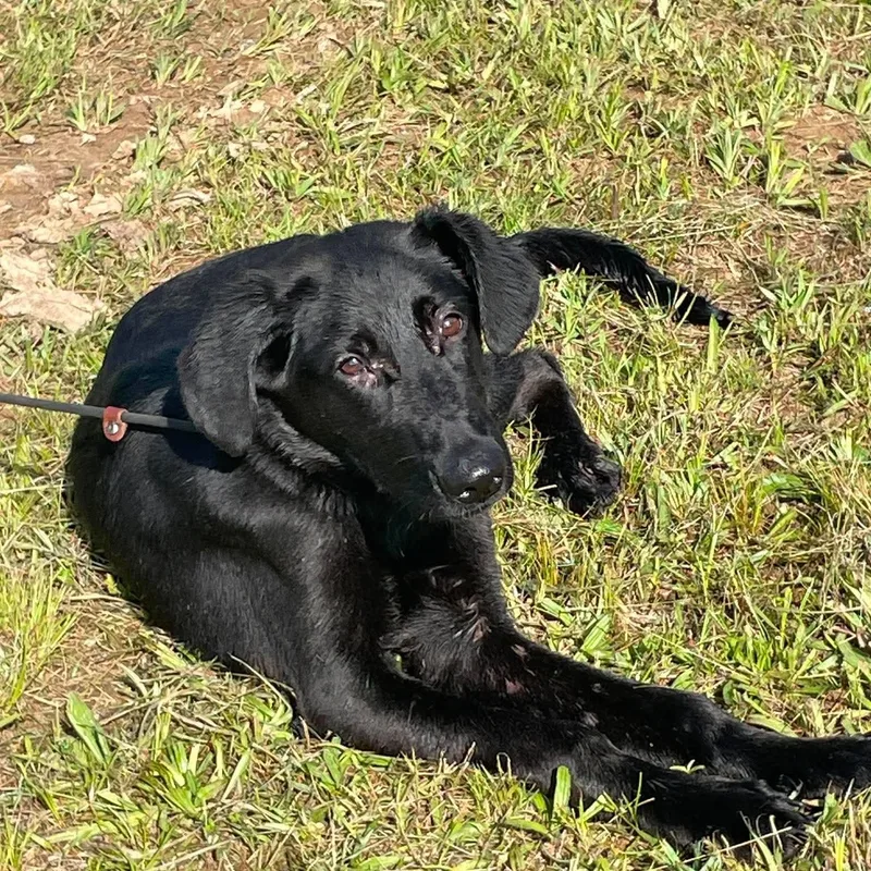 A young medium-sized male Black Labrador Retriever dog named Forest for adoption in Jay, NY