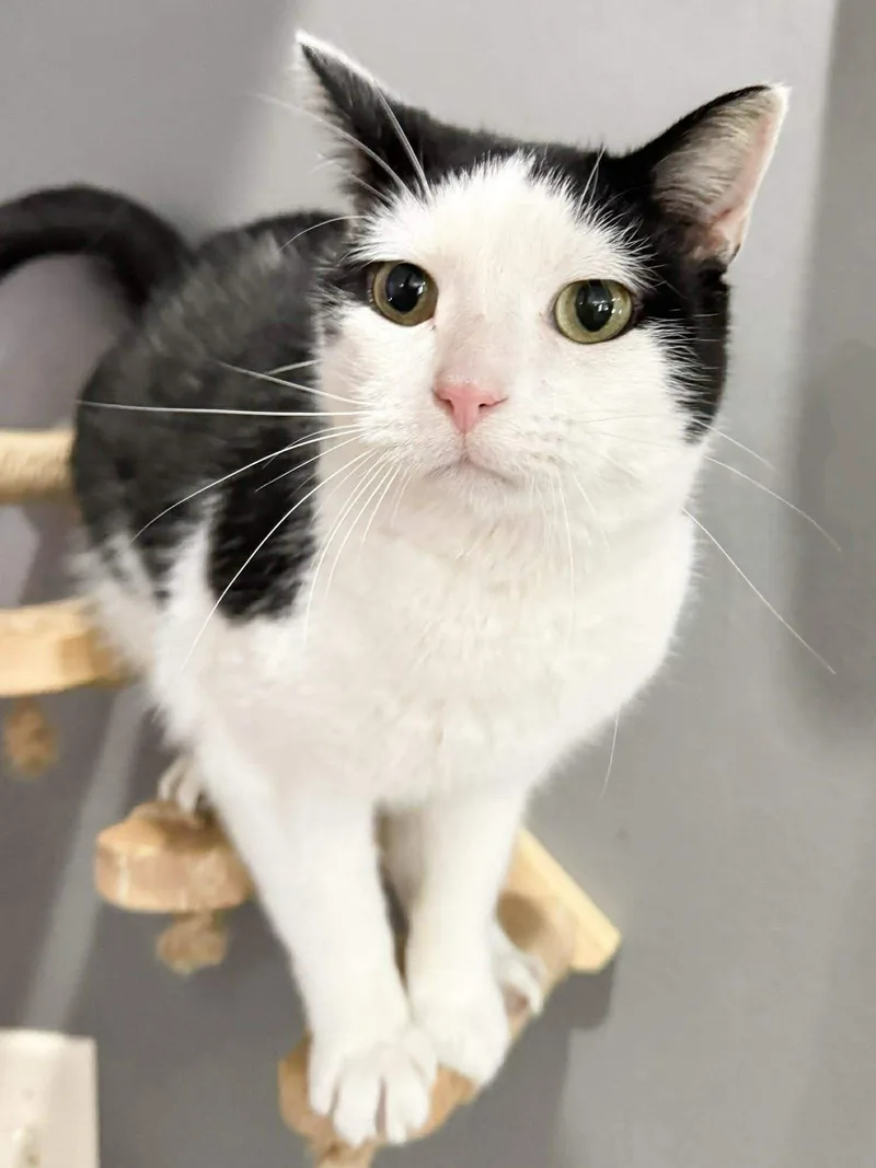 An adult medium-sized male Black & White / Tuxedo Domestic Short Hair cat named Oreo Mcstuffin for adoption in Sioux Falls, SD