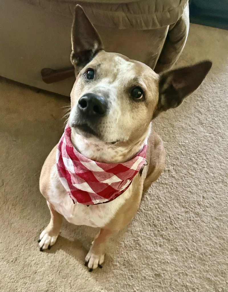 An adult medium-sized female Red / Chestnut / Orange Australian Cattle Dog / Blue Heeler dog named Zena for adoption in Olympia, WA