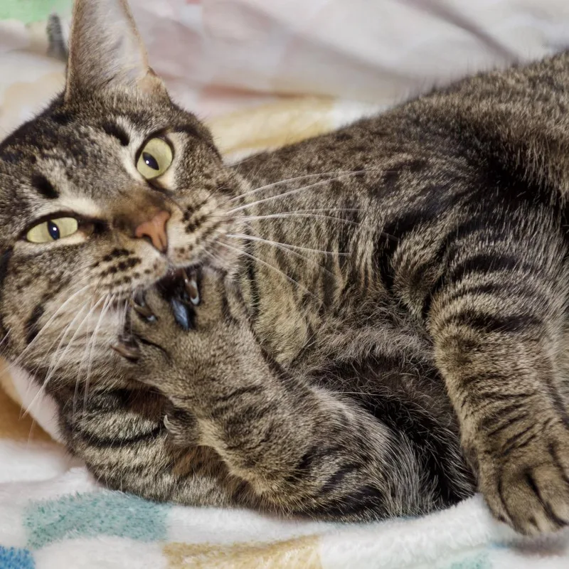 Brittany thumbnail 2