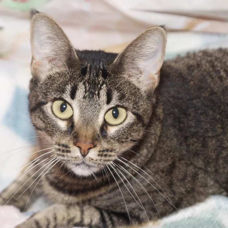 Brittany thumbnail 4