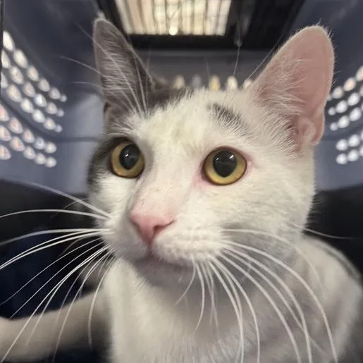 A young medium-sized male White Domestic Short Hair cat named Papa Smurf for adoption in New York, NY