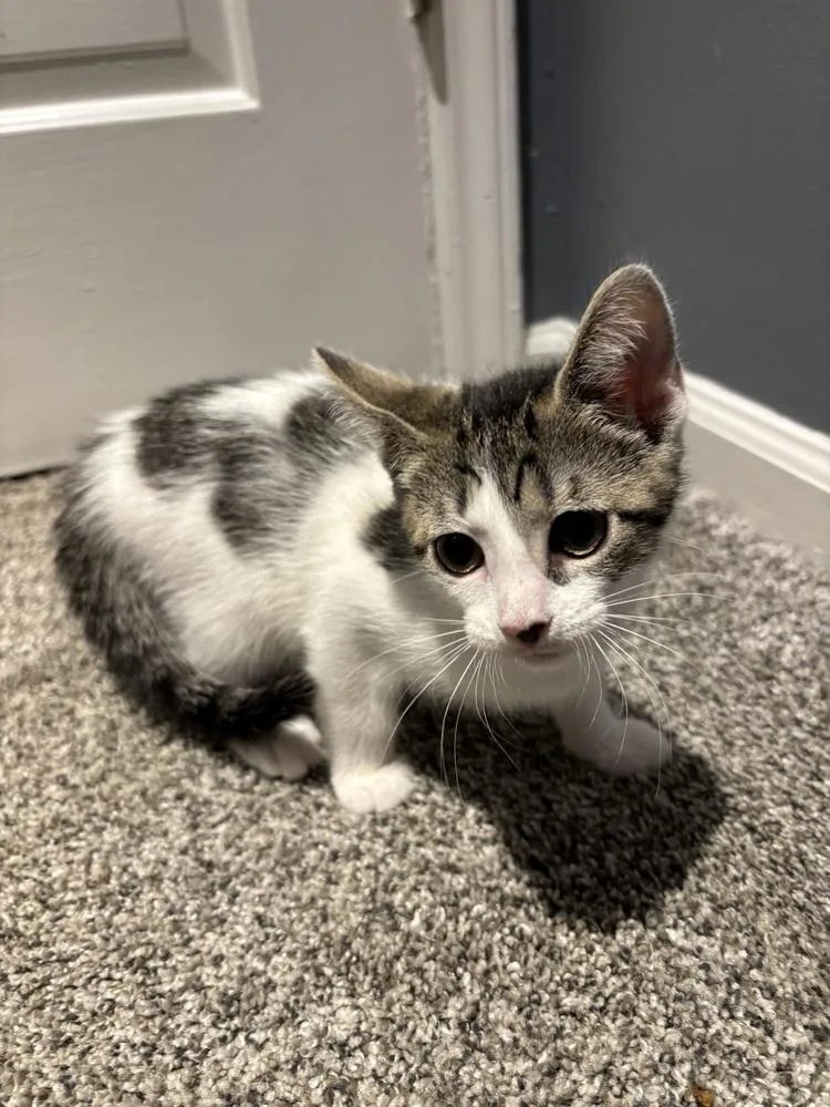 A baby medium-sized female Domestic Short Hair cat named Dove for adoption in Salisbury, NC