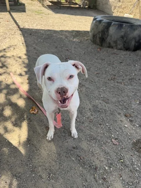 A young medium-sized female Pit Bull Terrier dog named Sugar for adoption in Santa Barbara, CA