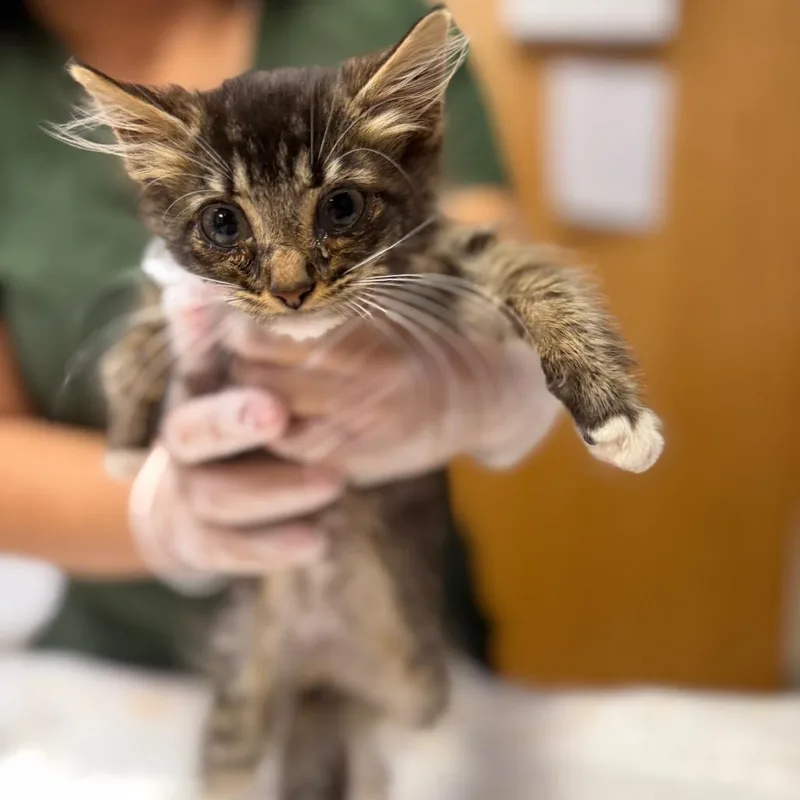 A baby small-sized male Brown / Chocolate Domestic Short Hair cat named Elton for adoption in Newark, NJ