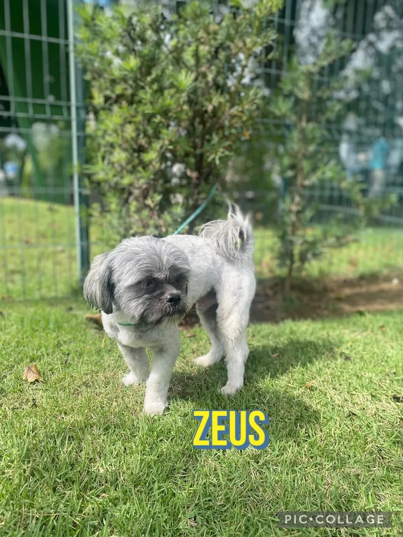 Zeus thumbnail 2