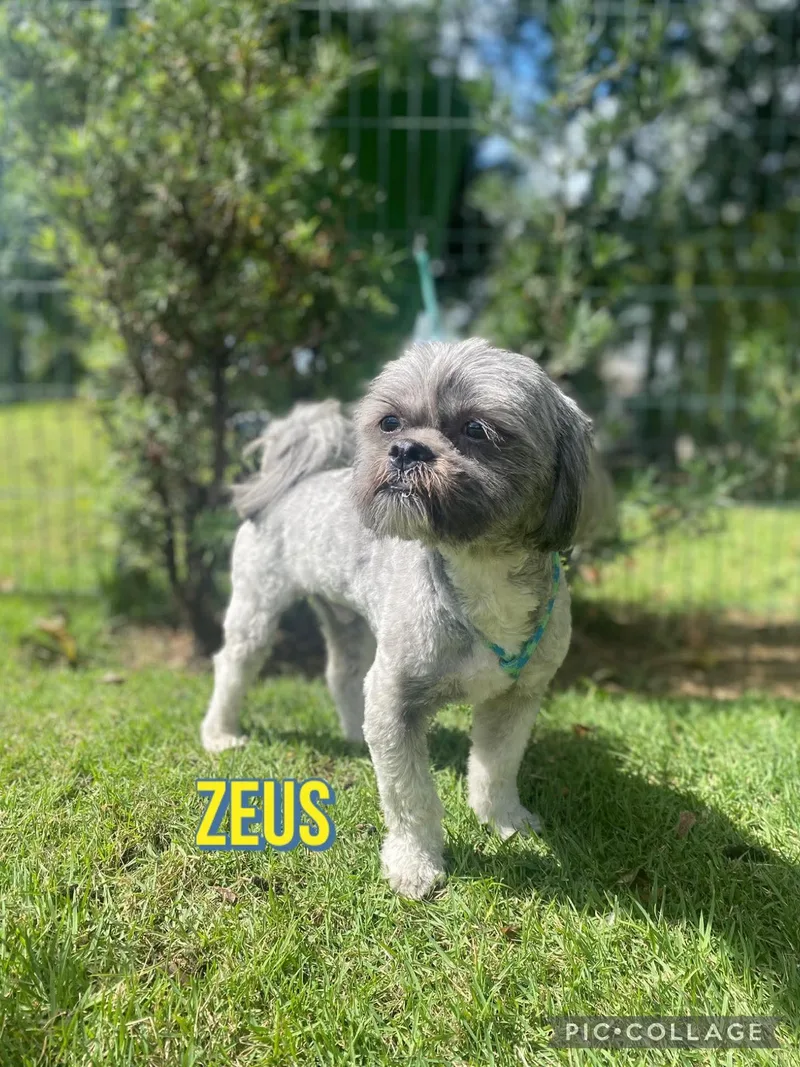 Zeus thumbnail 3