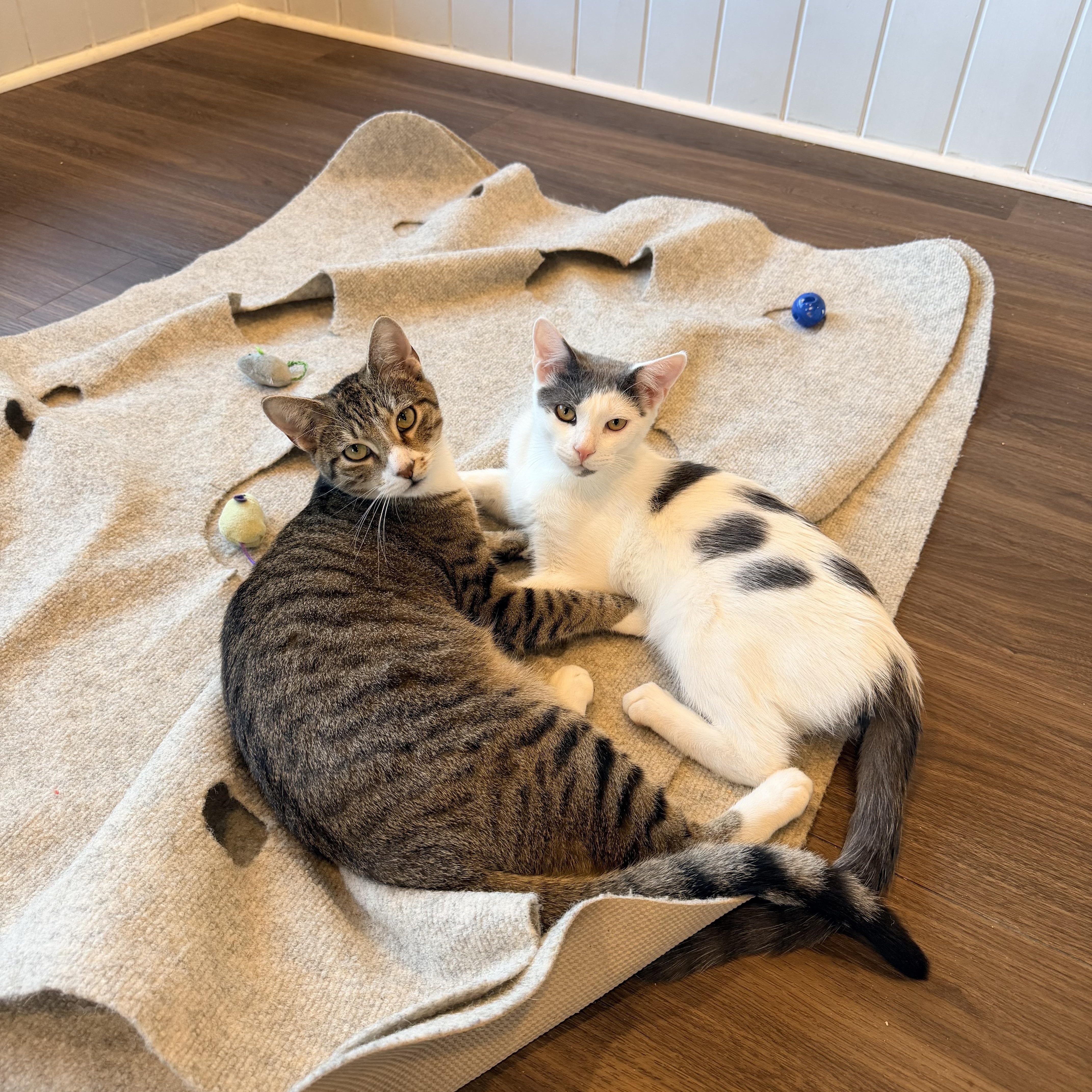 A young medium-sized male Tabby (Brown / Chocolate) Domestic Short Hair cat named Xaden for adoption in Bellmawr, NJ