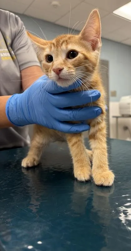 A baby small-sized male Domestic Short Hair cat named Brown Band for adoption in Gastonia, NC