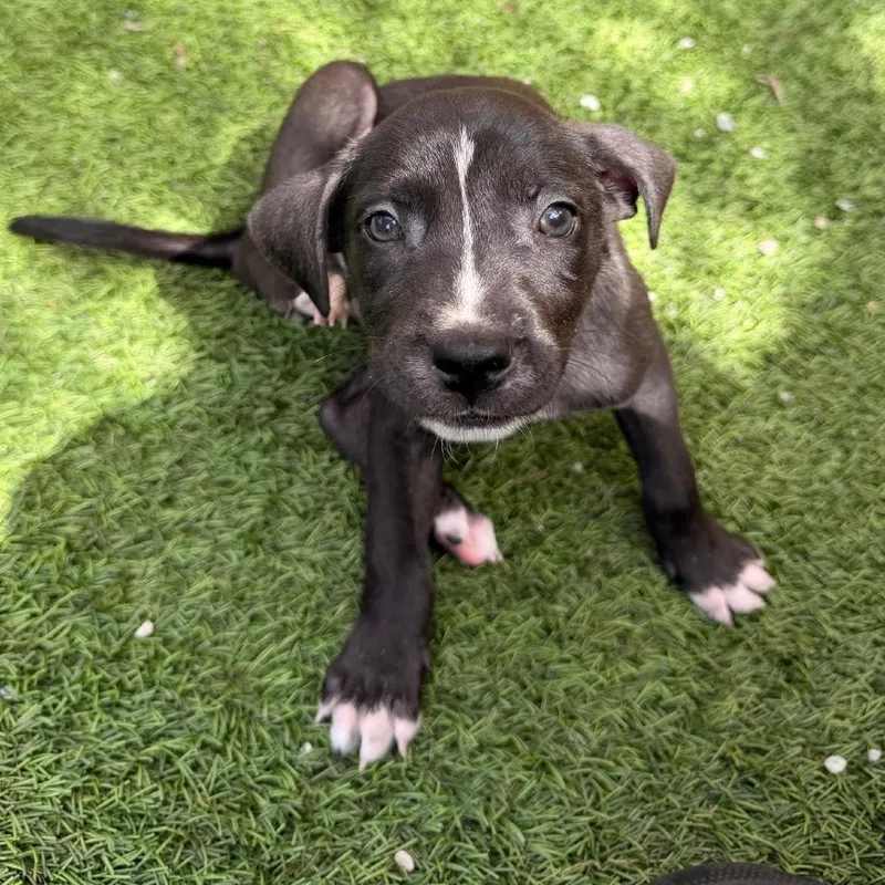 A baby medium-sized male Mixed Breed dog named Bolt for adoption in LOXAHATCHEE, FL