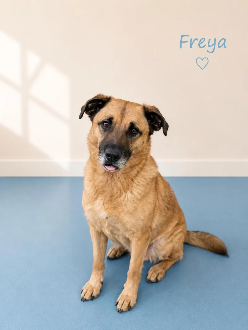 An adult medium-sized female Bicolor Hound dog named Freya for adoption in Sylacauga, AL