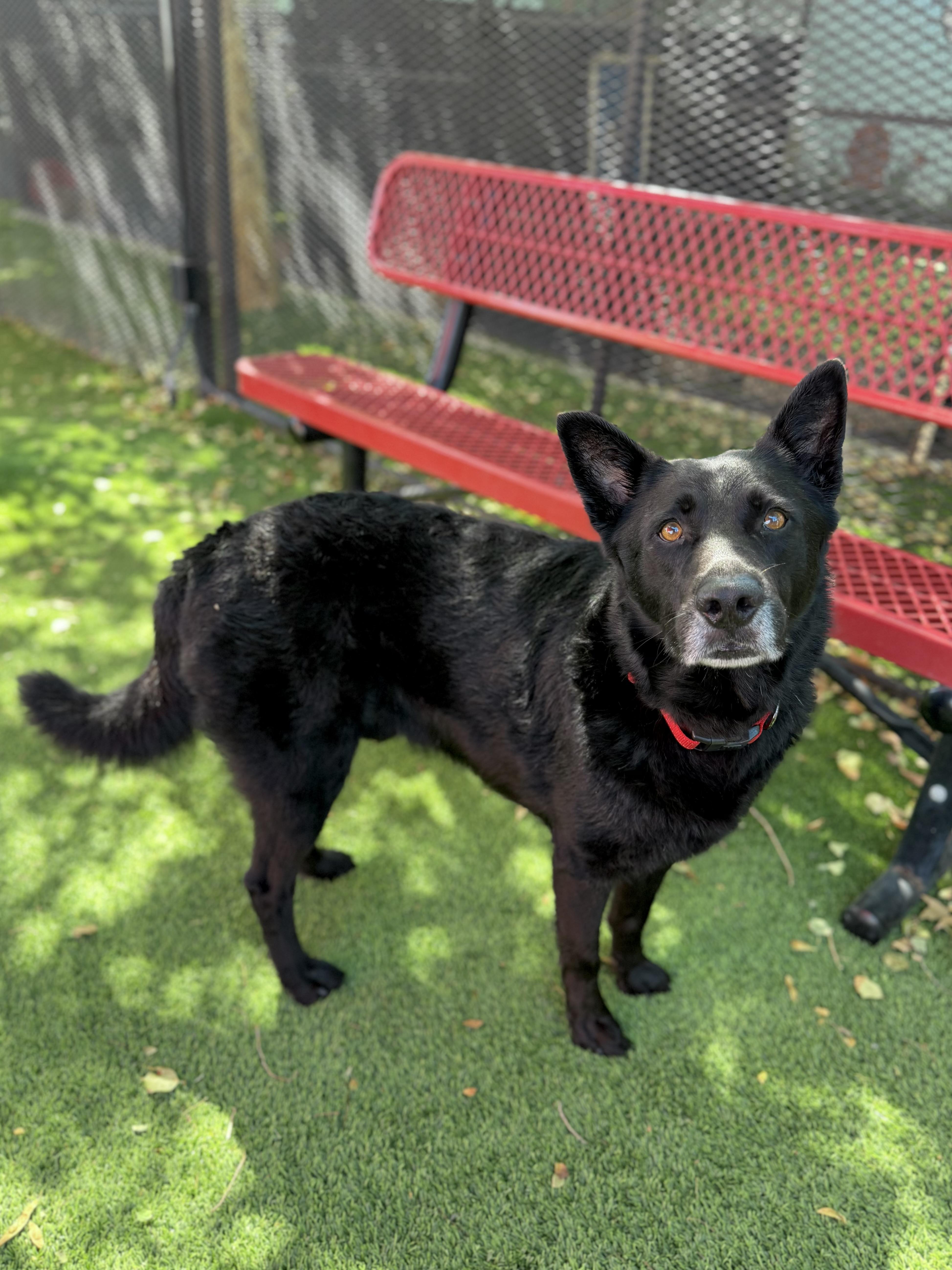 An adult medium-sized male German Shepherd Dog dog named Melvin for adoption in Glendale, AZ
