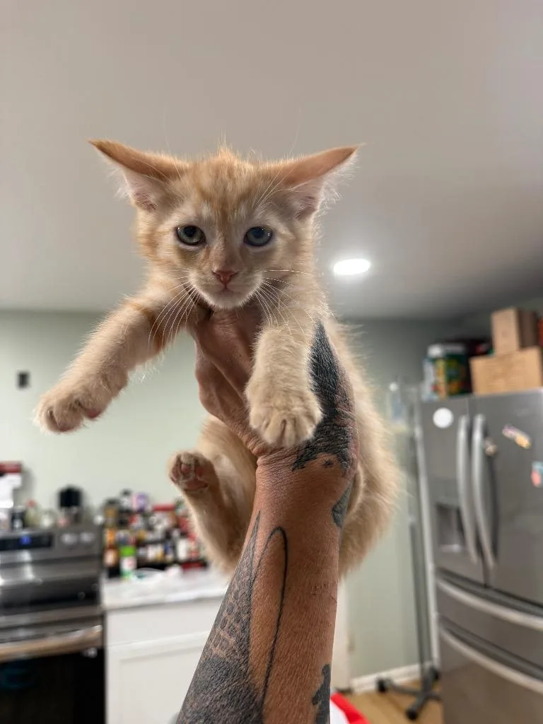 A baby large-sized male Domestic Short Hair cat named Groot for adoption in warrenville, SC
