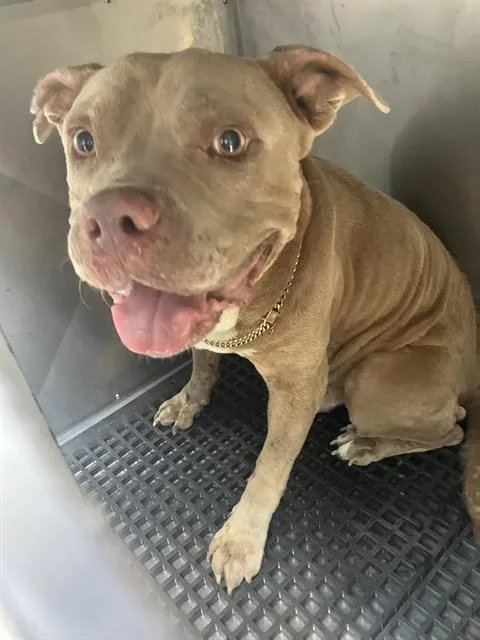 A young large-sized male Pit Bull Terrier dog named Eugene for adoption in Dallas, TX