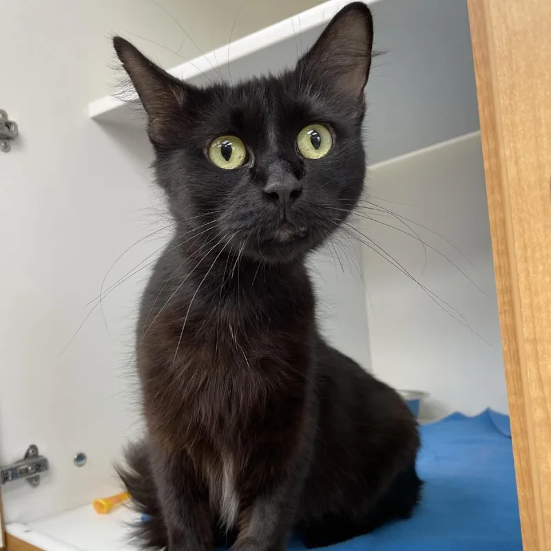An adult medium-sized female Black Domestic Short Hair cat named Gabby for adoption in Champaign, IL