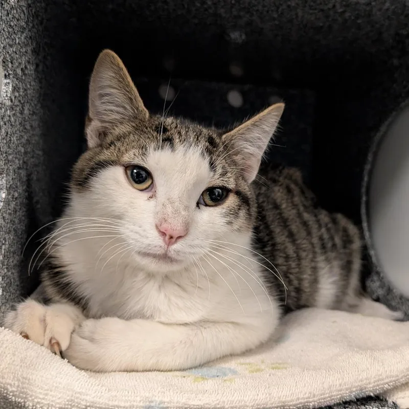 A baby medium-sized male White Domestic Short Hair cat named Trident for adoption in Birdsboro, PA
