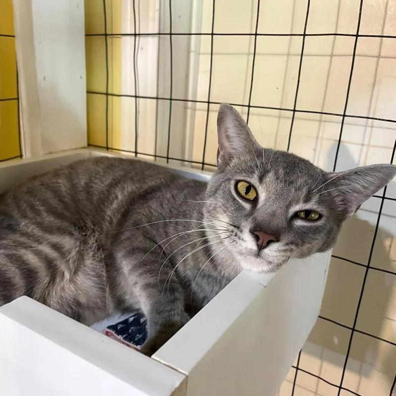 Chicken Neck thumbnail 2