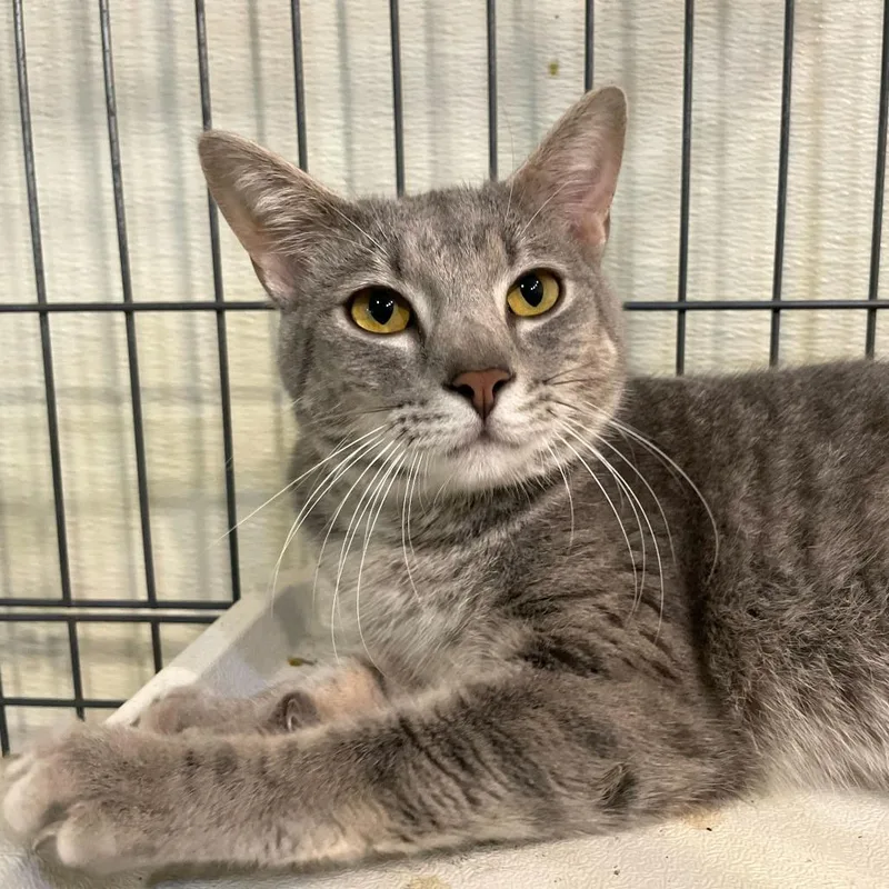 Chicken Neck thumbnail 3