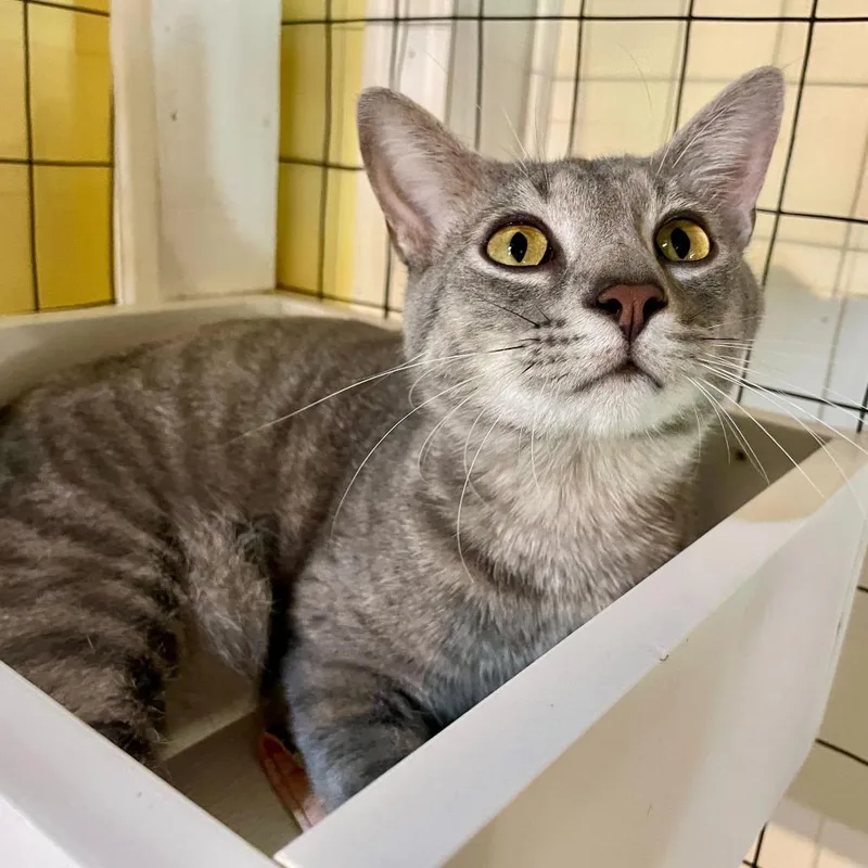 Chicken Neck thumbnail 4