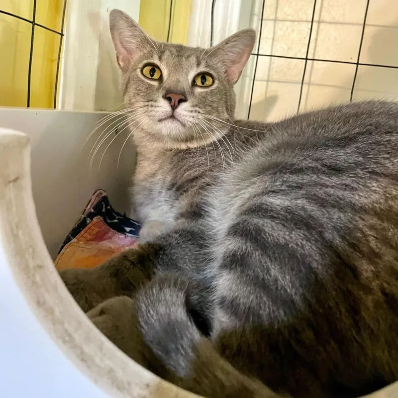 Chicken Neck thumbnail 5