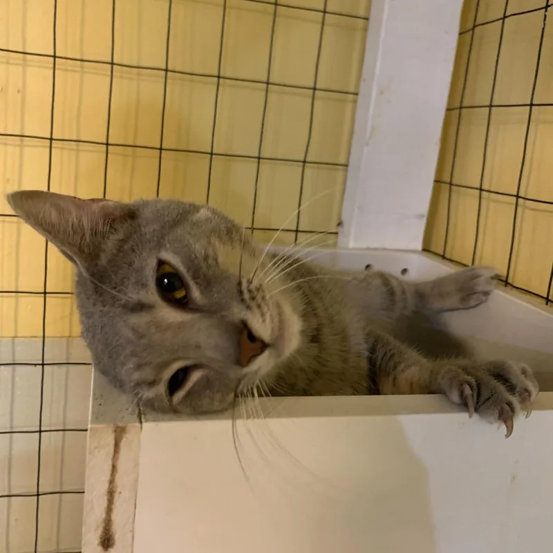 Chicken Neck thumbnail 6