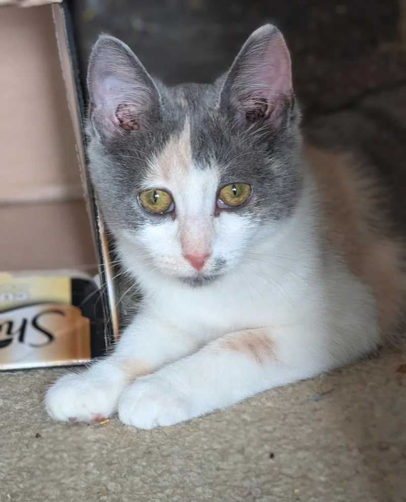 A baby medium-sized female Domestic Short Hair cat named Strawberry Shortcake for adoption in Herndon, VA