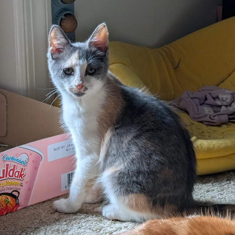Strawberry Shortcake thumbnail 3