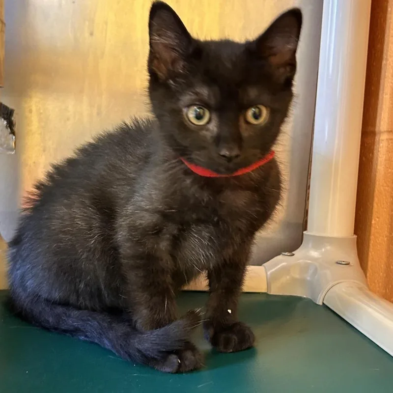 A baby small-sized male Black Domestic Short Hair cat named Andersen for adoption in Roxboro, NC