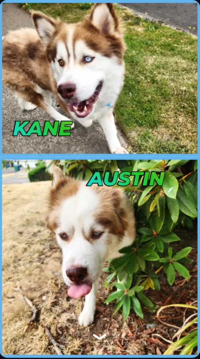 Austin & Kane thumbnail 3