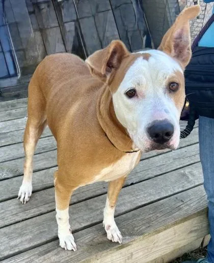 An adult large-sized female Red / Chestnut / Orange Mixed Breed dog named Trina for adoption in Georgetown, TX