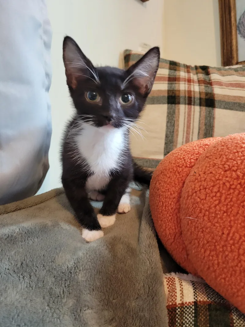 A baby medium-sized female Tuxedo cat named French Toast for adoption in Savannah, GA