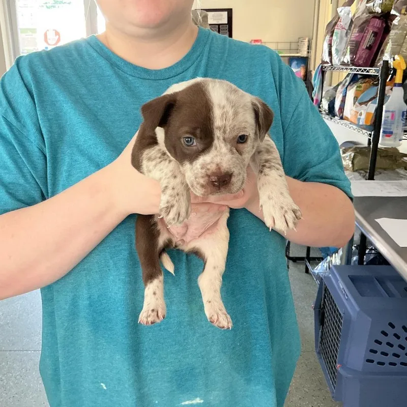 A baby medium-sized female Brown / Chocolate Terrier dog named Ginger for adoption in Galax, VA