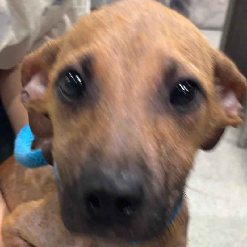 A baby medium-sized female Yellow / Tan / Blond / Fawn Black Mouth Cur dog named Cherry for adoption in Tampa, FL