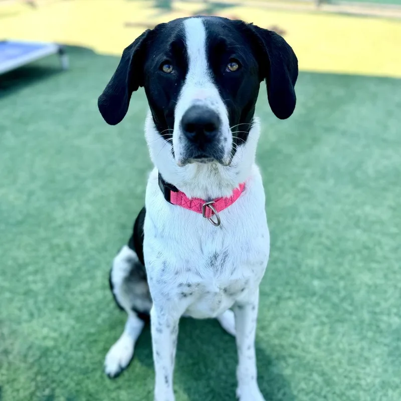 An adult large-sized female Black Labrador Retriever dog named Lara A for adoption in Mission Hills, CA