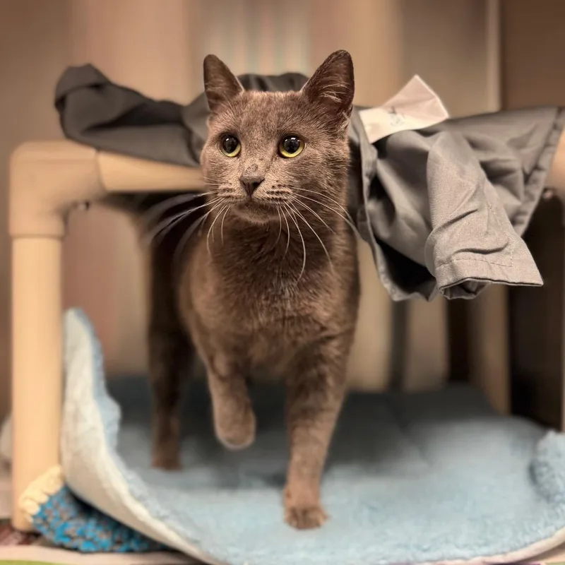 An adult medium-sized female Gray / Blue / Silver Domestic Short Hair cat named Cee for adoption in Hendersonville, NC